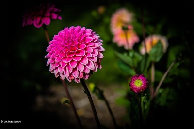 Dahlia-Sandra.JPG