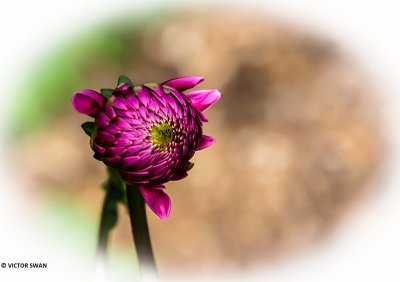 Dahlia-Sandra.JPG