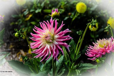 Dahlia-Star's Favourite.JPG