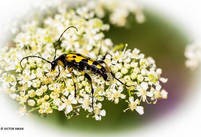 Geringelde Smalboktor - Rutpela maculata.JPG