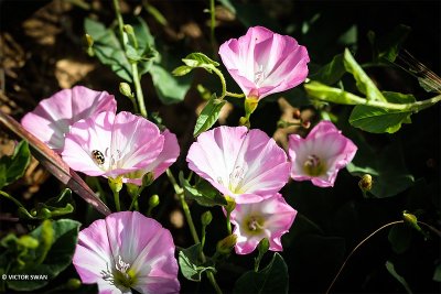 Haagwinde - Convolvulus sepium.JPG