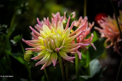 Dahlia-Star's Favourite.JPG
