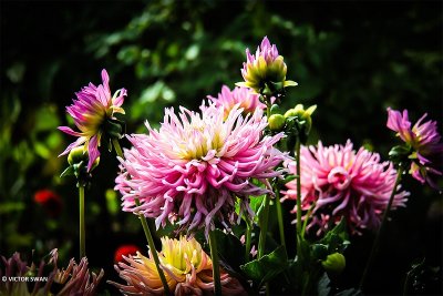 Dahlia-Star's Favourite.JPG
