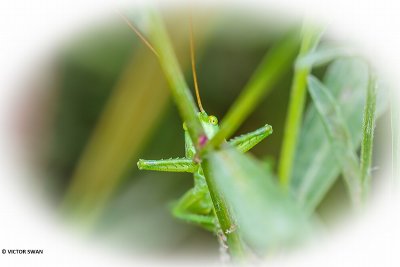 Grote groene sabelsprinkhaan - Tettigonia viridissima.JPG