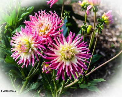 Dahlia-Star's Favourite.JPG