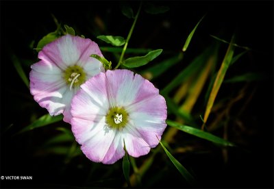 Haagwinde - Convolvulus sepium.JPG