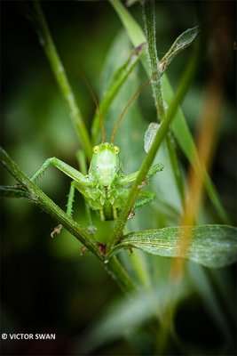 Grote groene sabelsprinkhaan - Tettigonia viridissima.JPG