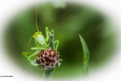 Grote groene sabelsprinkhaan - Tettigonia viridissima.JPG