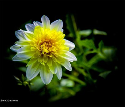 Dahlia-Freya'a paso Doble.JPG