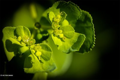Kroontjeskruid - Euphorbia helioscopia.JPG