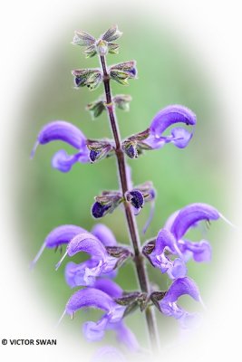 Veldsalie - Salvia pratensis.JPG