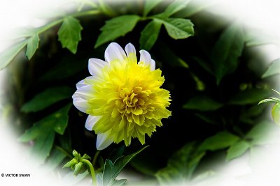 Dahlia-Freya'a paso Doble.JPG