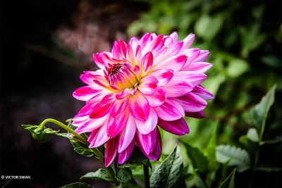 Dahlia-Kesselse Diamant.JPG