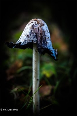 Geschubde inktzwam - Coprinus comatus.JPG