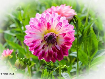 Dahlia-Kesselse Diamant.JPG