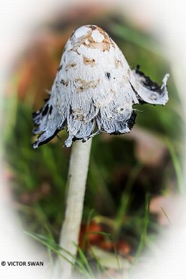 Geschubde inktzwam - Coprinus comatus.JPG