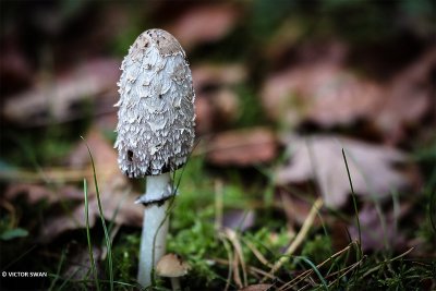 Geschubde inktzwam - Coprinus comatus.JPG