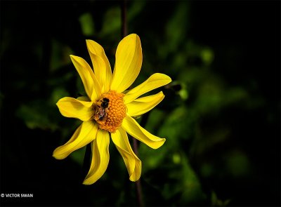 Dahlia-Yellow Twist.JPG