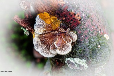 Waaiertje - Schizophyllum commune.JPG