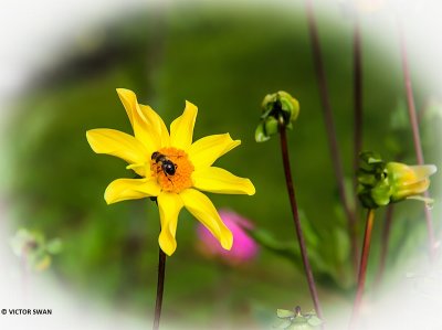 Dahlia-Yellow Twist.JPG