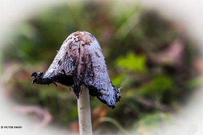 Geschubde inktzwam - Coprinus comatus.JPG