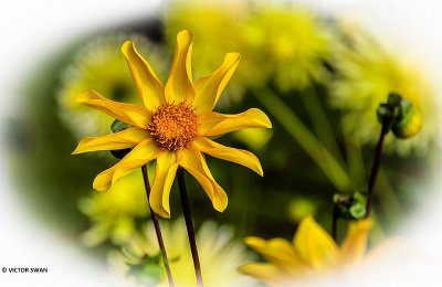 Dahlia-Yellow Twist.JPG