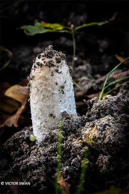 Geschubde inktzwam - Coprinus comatus.JPG