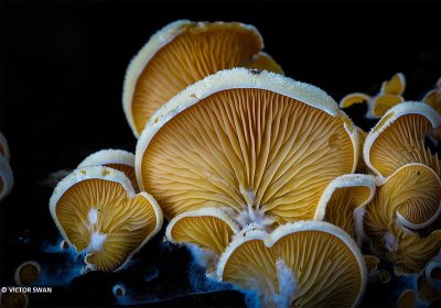 Oranje oesterzwam - Phyllotopsis nidulans.JPG