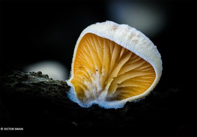 Oranje oesterzwam - Phyllotopsis nidulans.JPG