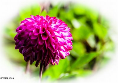 Dahlia-Ada's Attraction.JPG