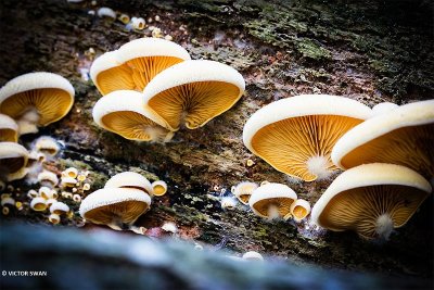 Oranje oesterzwam - Phyllotopsis nidulans.JPG