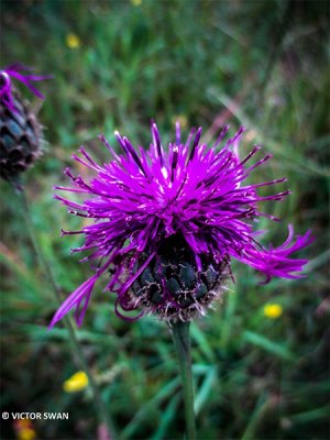 Grote centaurie - Centaurea scabiosa.JPG