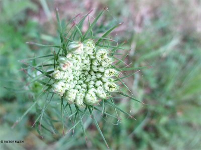 Peen - Daucus carota.JPG