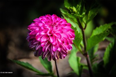 Dahlia-Ada's Attraction.JPG