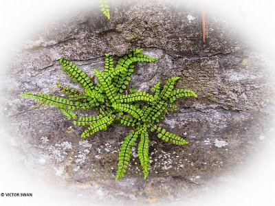 Steenbreekvaren - Asplenium trichomanes.JPG