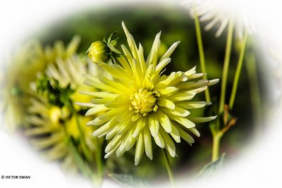 Dahlia-AP Cactus.JPG