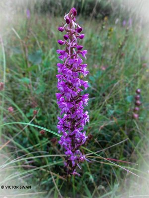 Grote muggenorchis - Gymnadenia conopsea .JPG