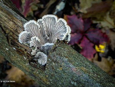 Waaiertje - Schizophyllum commune.JPG