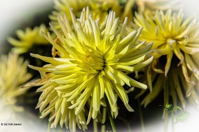 Dahlia-AP Cactus.JPG