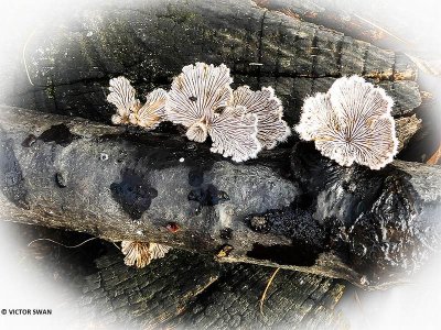 Waaiertje - Schizophyllum commune.JPG