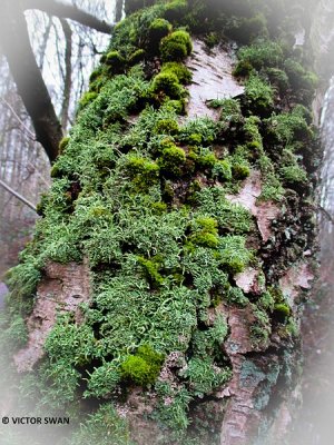 Smal bekermos - Cladonia coniocraea.JPG