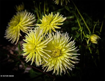 Dahlia-AP Cactus.JPG