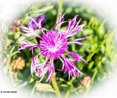 Grote centaurie - Centaurea scabiosa.JPG