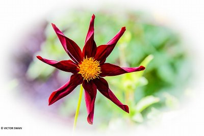 Dahlia-Destiny's.JPG