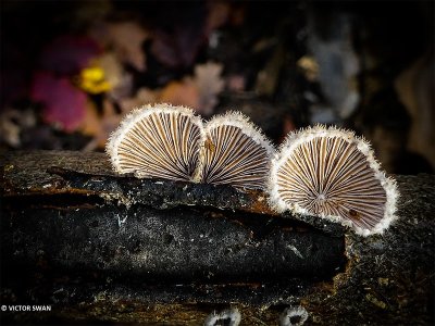 Waaiertje - Schizophyllum commune.JPG