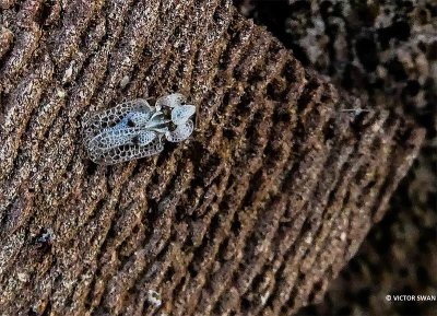 Plataannetwants - Corythucha ciliata.JPG