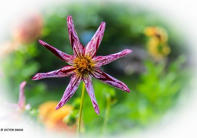 Dahlia-Destiny's.JPG