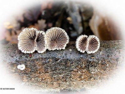 Waaiertje - Schizophyllum commune.JPG