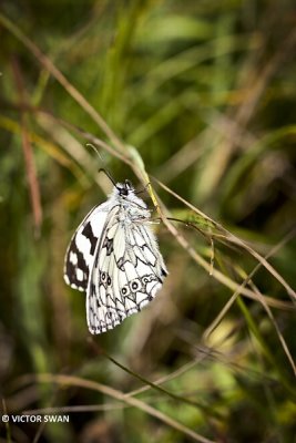 Dambordje - Melanargia galathea.JPG