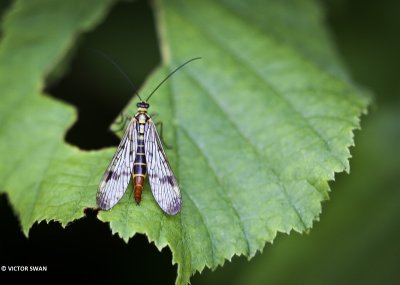 Gewone schorpioenvlieg - Panorpa communis.JPG